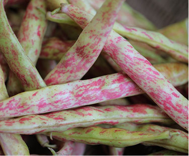 野菜
